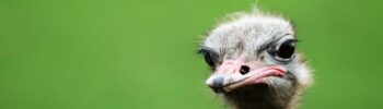 ostrich looking annoyed