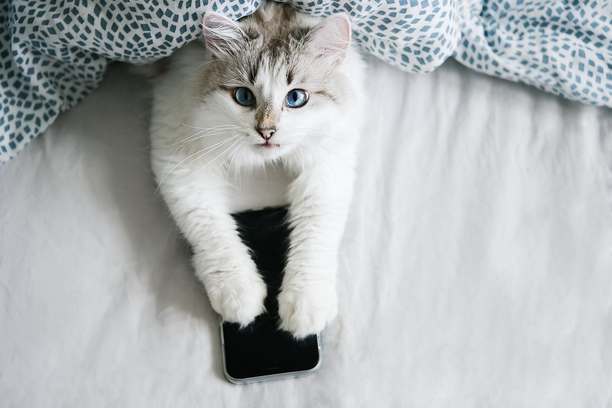 White cat with blue eyes using smartphone in bed