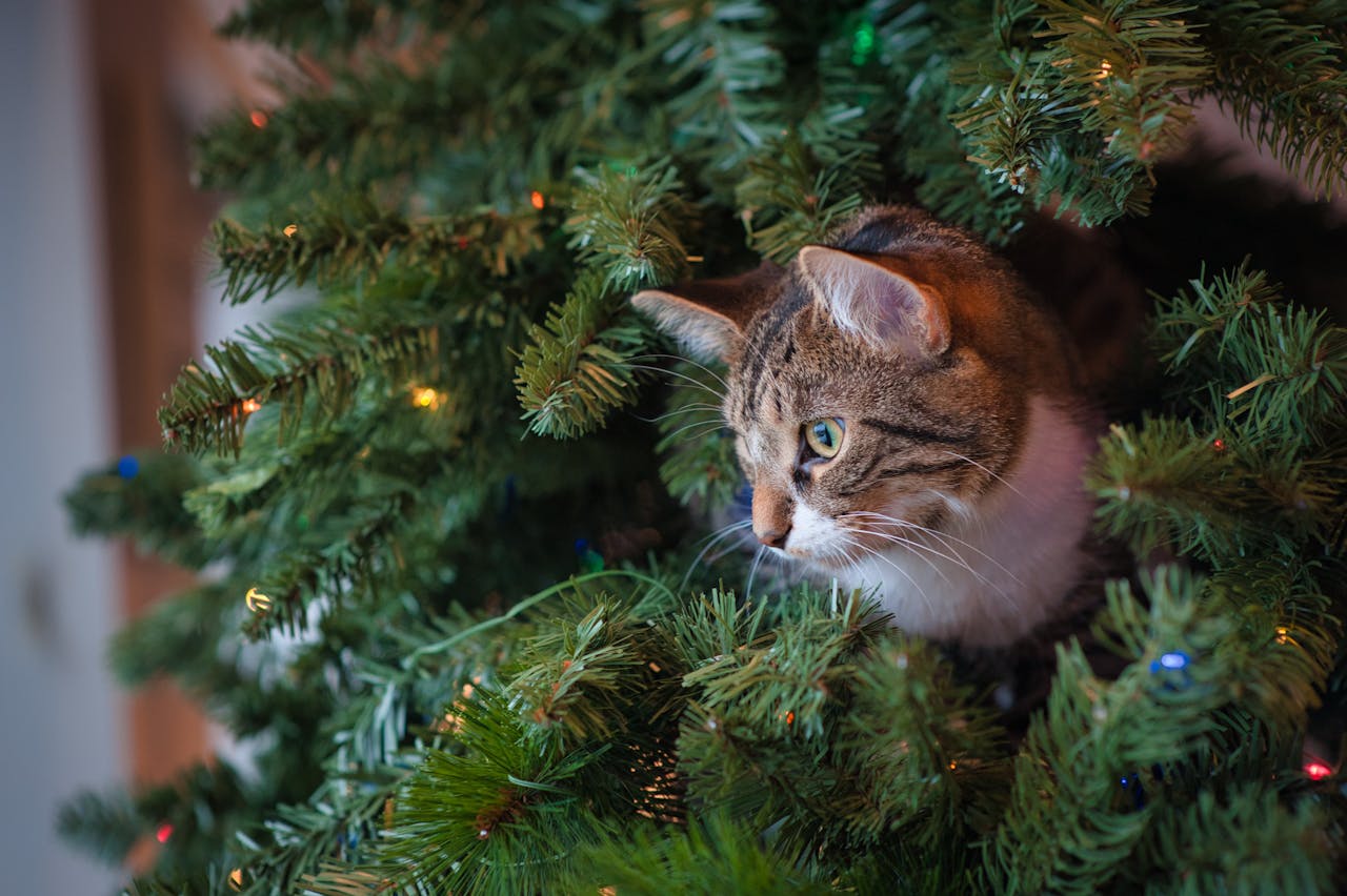 cat in a Christmas tree