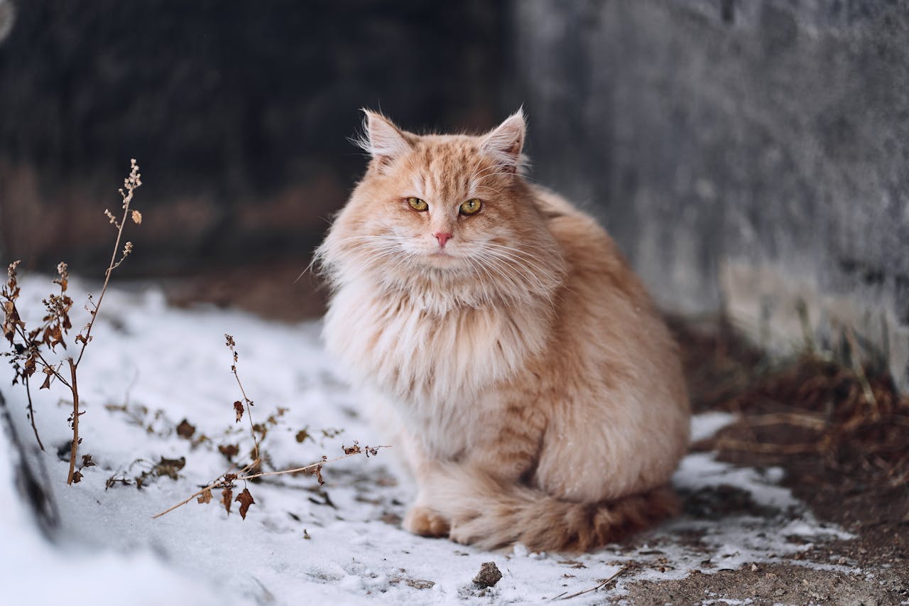 fluffy orange striped cat outside in the snow