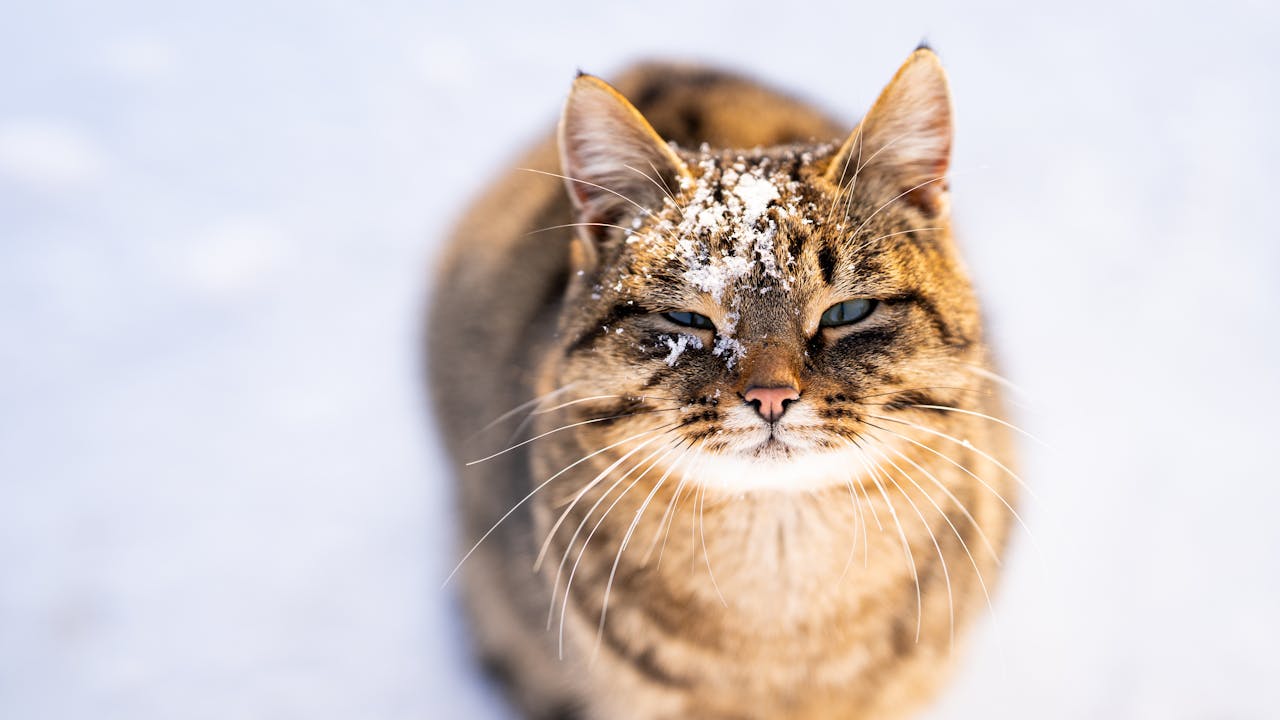 cat in the snow