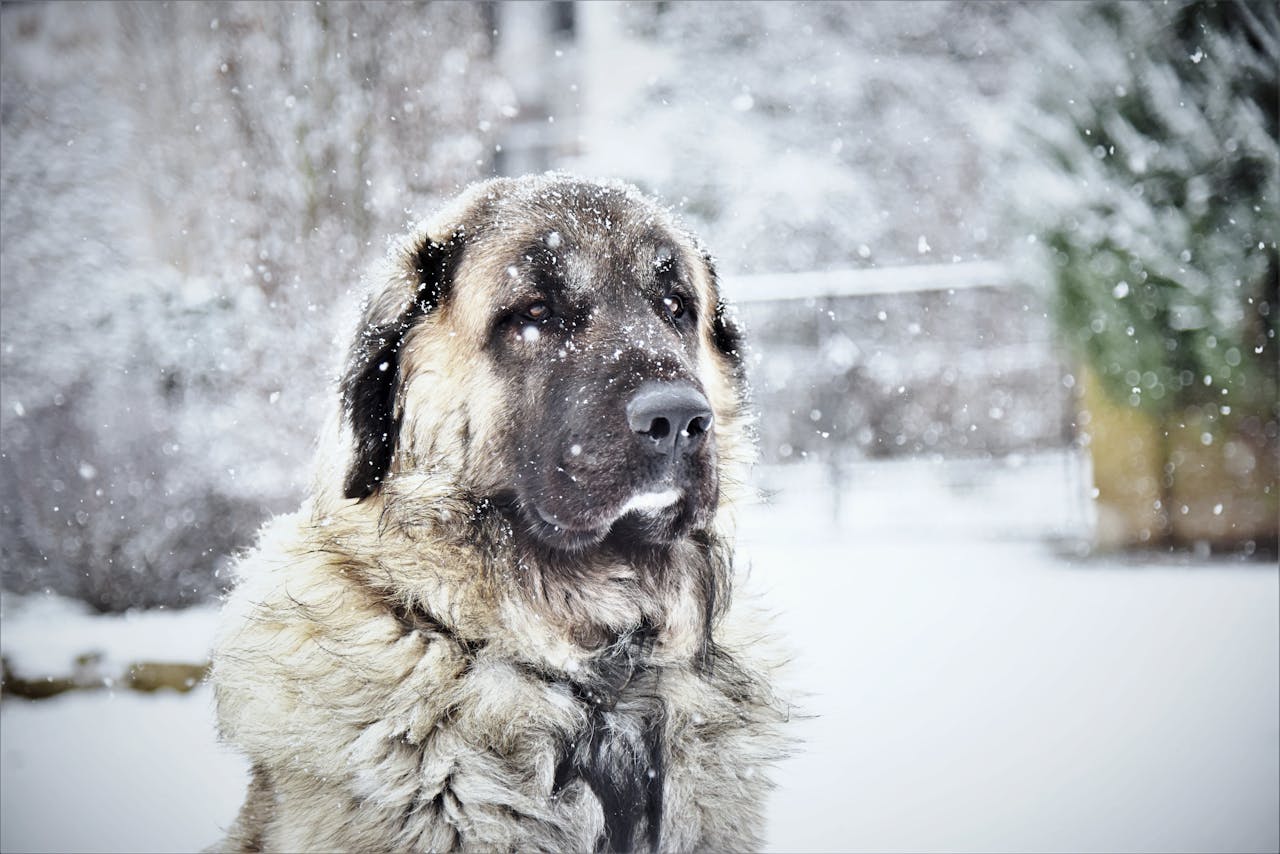 big dog in the snow