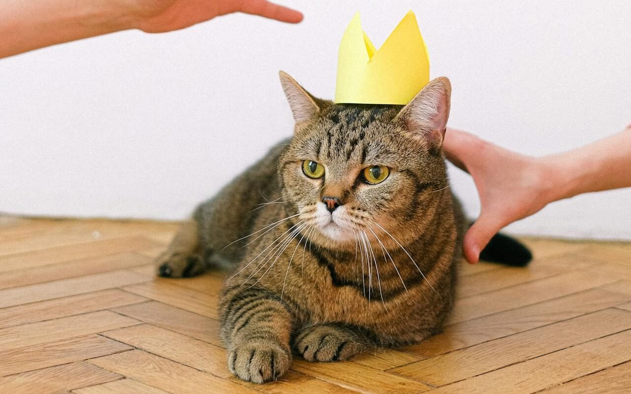 cat with a paper crown