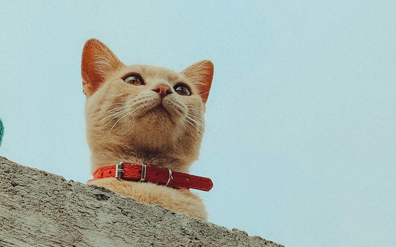 little cat in collar looking over a wall