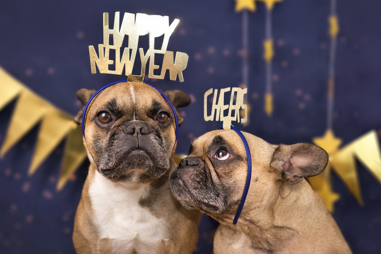 Frenchies wearing New Years celebration headbands
