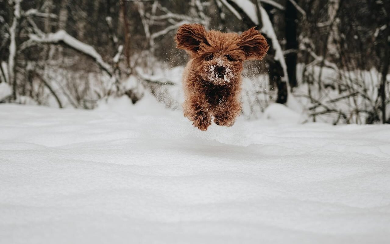 little teddy bear dog playing in snow