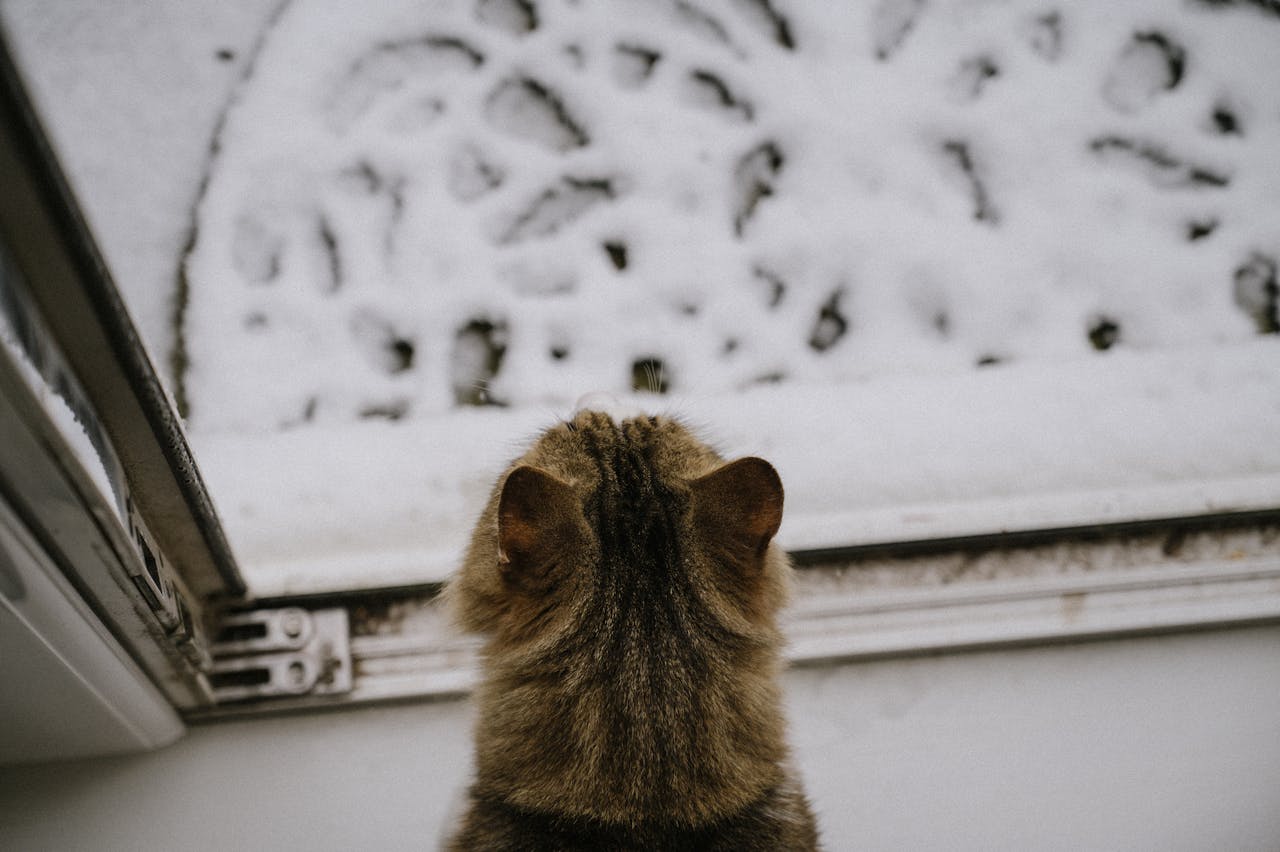 cat looking out of front door to lots of snow