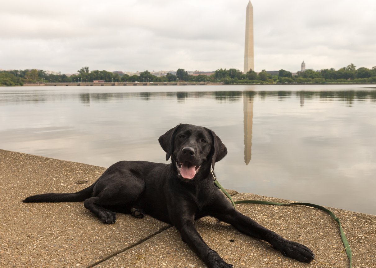 Black lab in front of Washington Monument