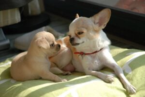 Chihuahua puppy and parent in a patch of sunlight