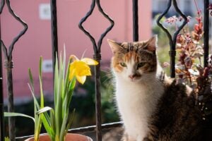 orange and white cat on balcony with daffodil