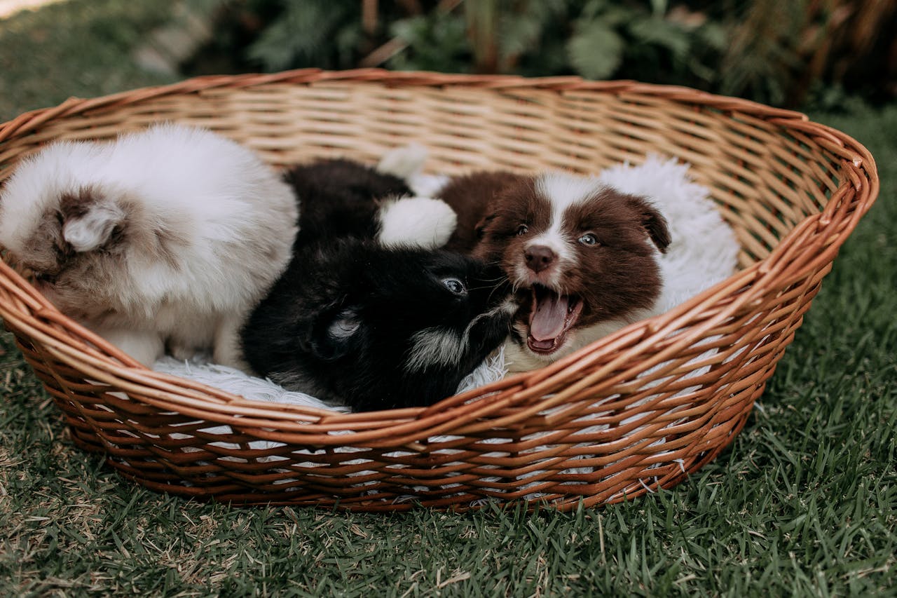 puppies in a basket