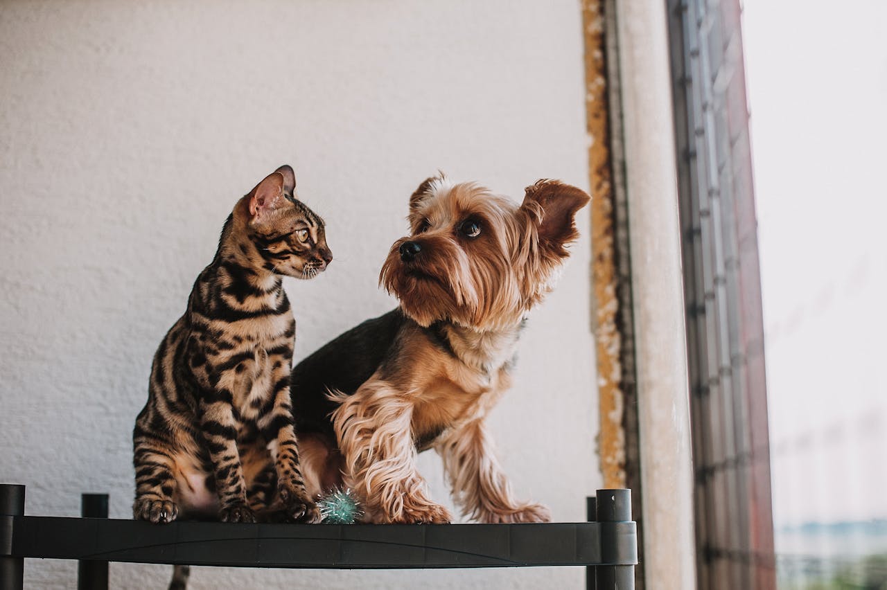 cat meanmugging a little dog