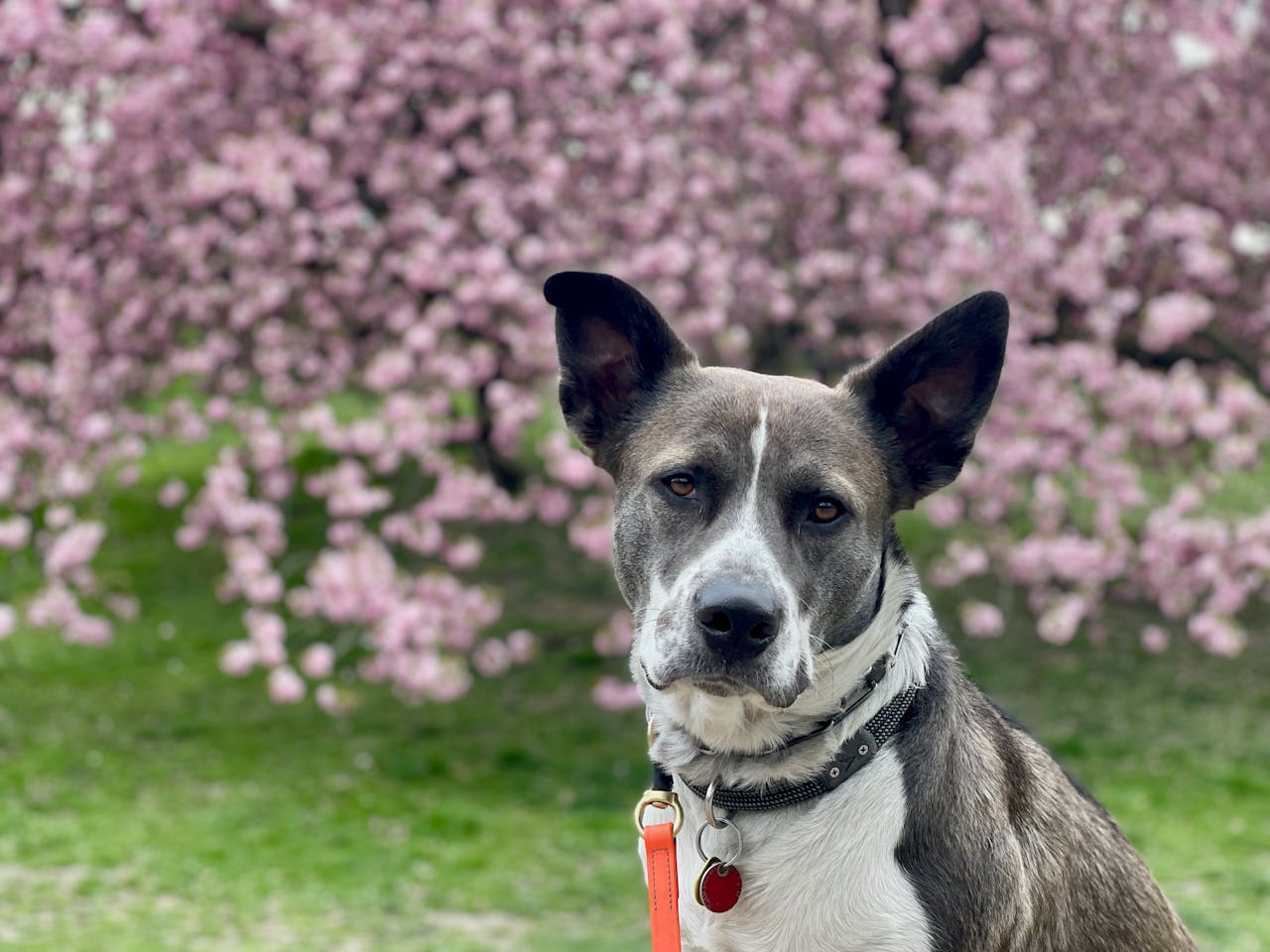 dog and cherry blossom tree