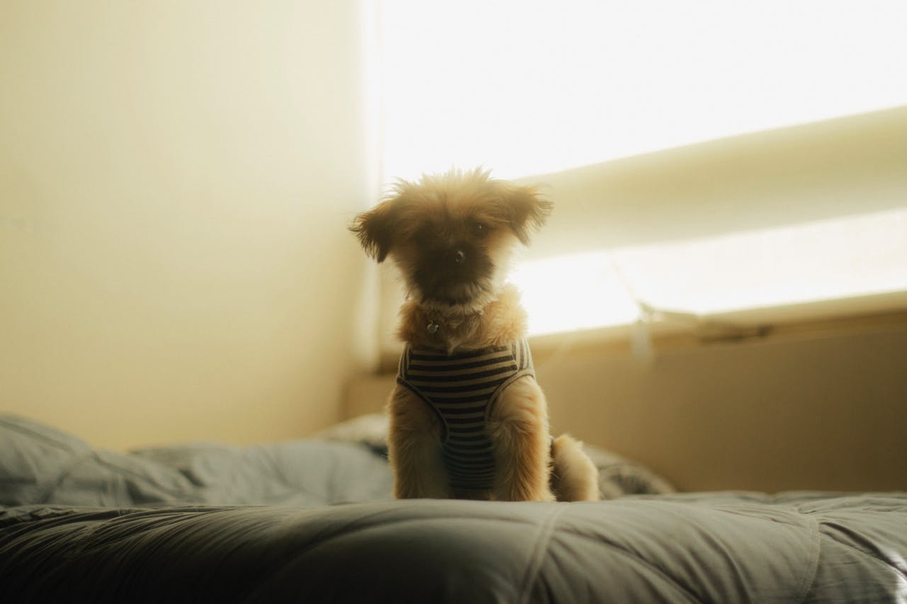 little dog on bed in the morning