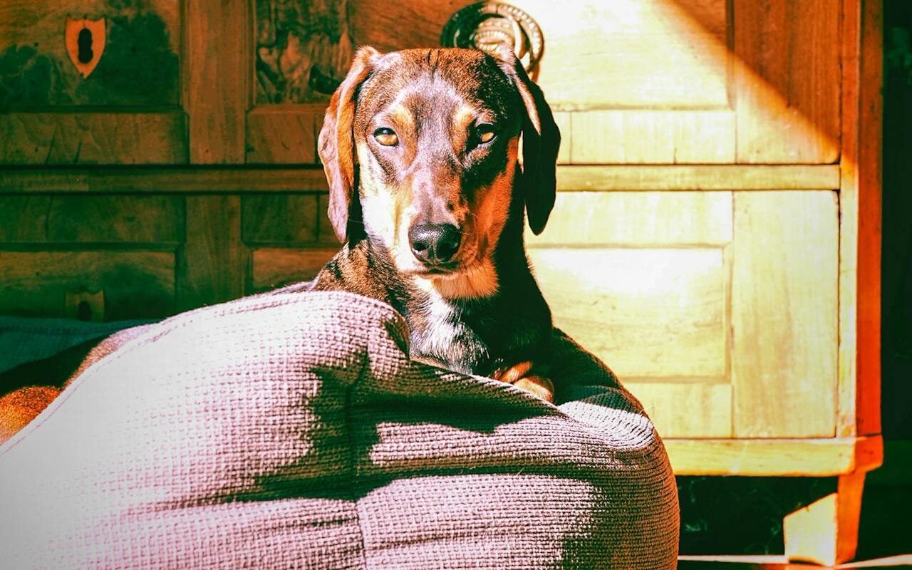 dog in the sunlight
