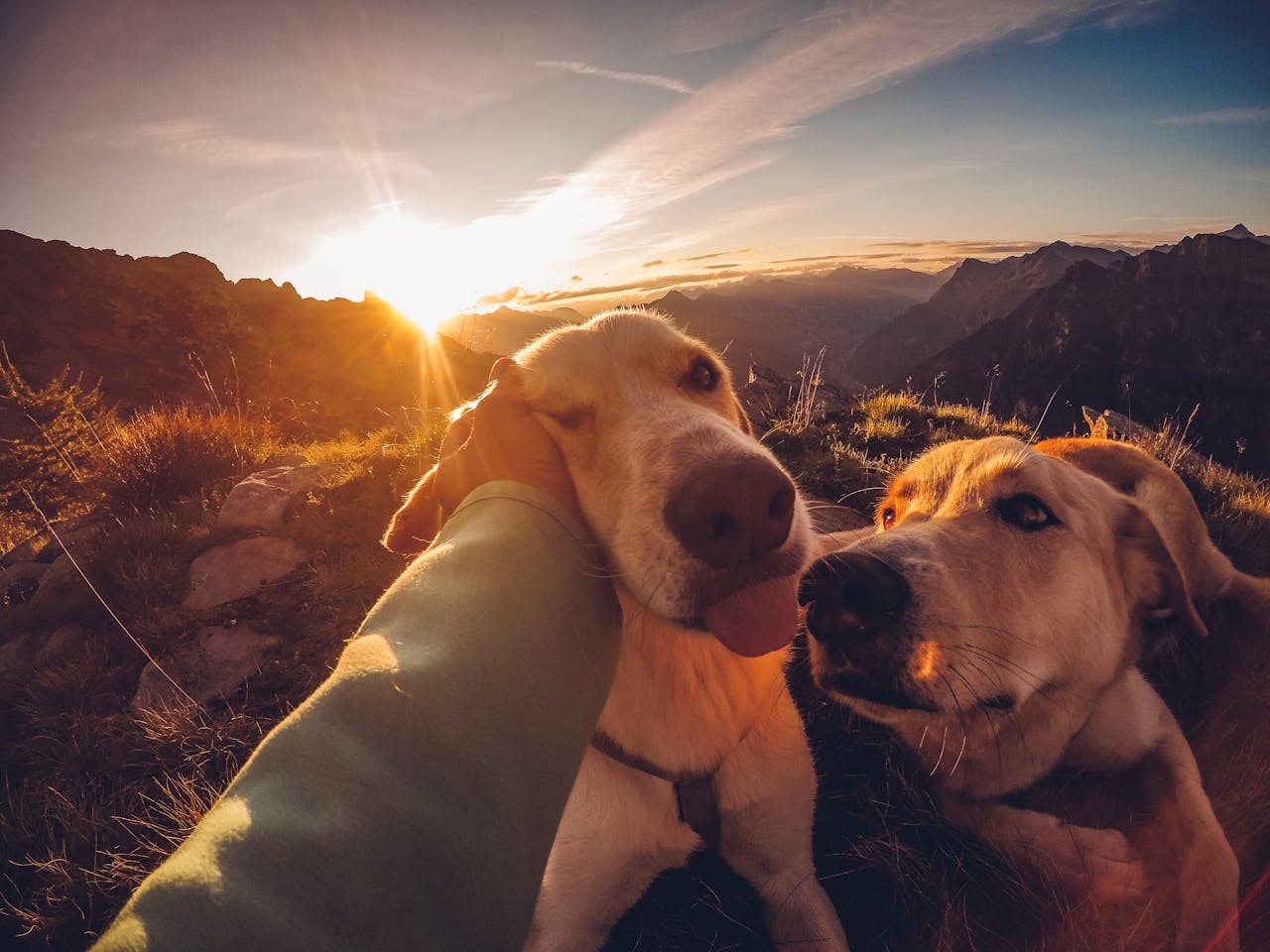 dog BFFs