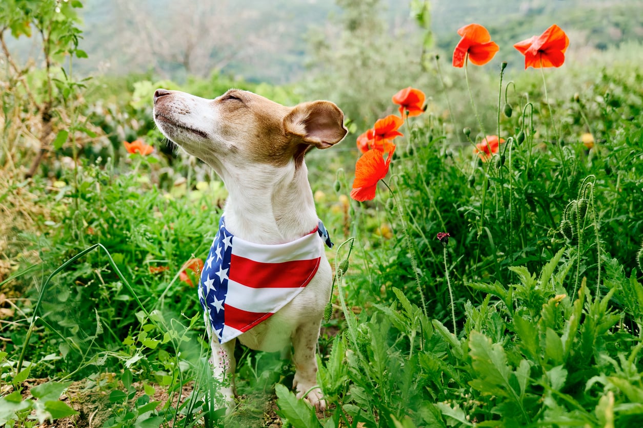 JRT wearing American flag bandana in a field of flowers