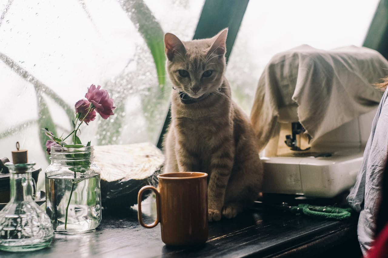 cat and coffee on table