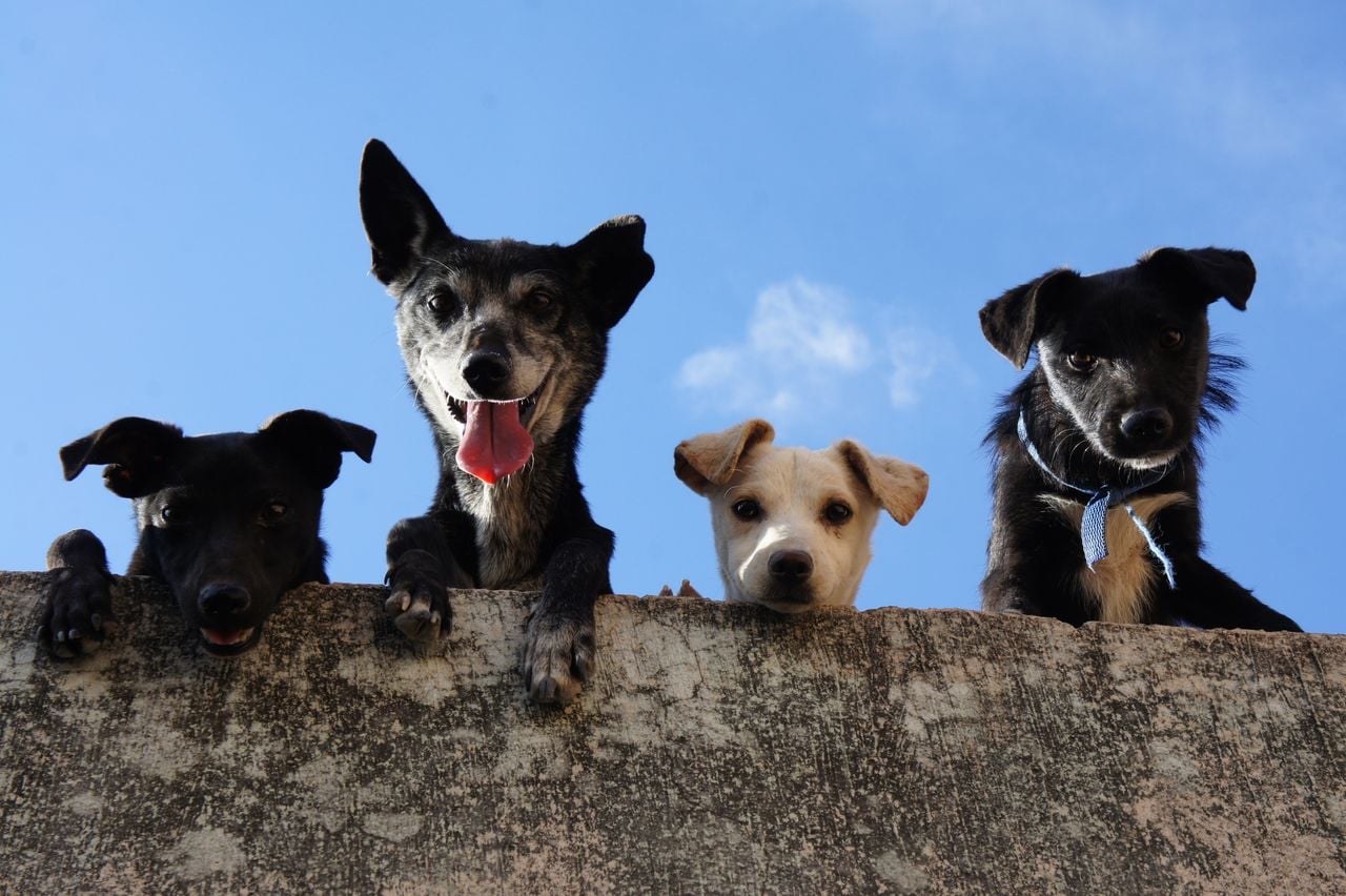 four dogs, one of whom got the other three in trouble