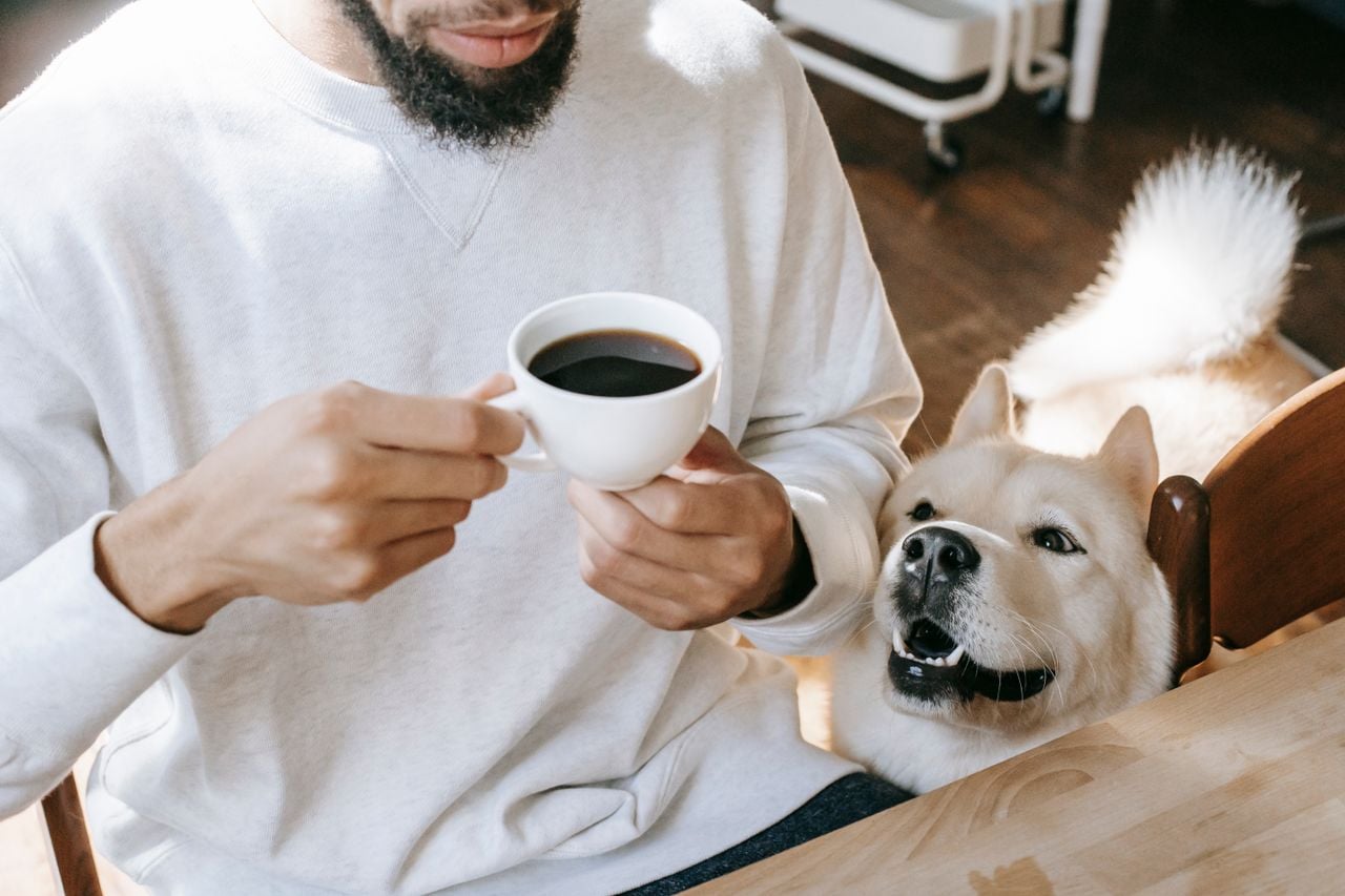 dog trying to get owner's coffee