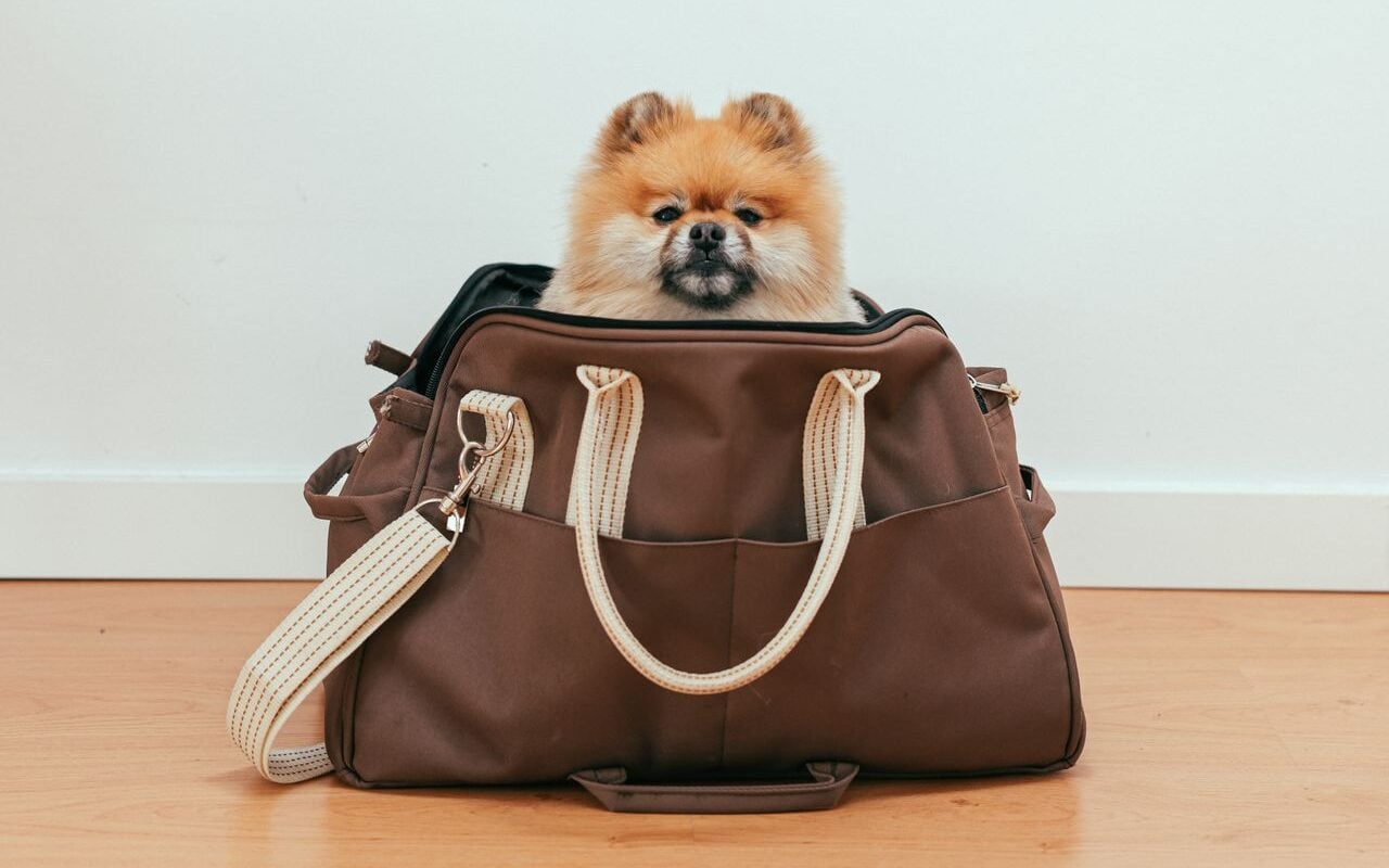 little dog in a purse
