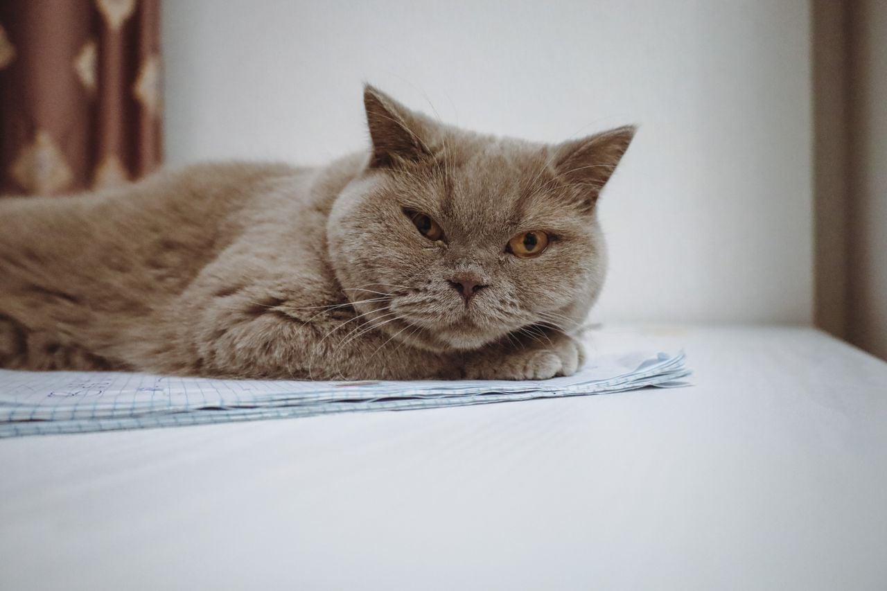 cat on a notebook