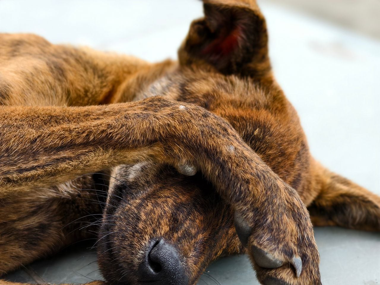 striped dog with paw over its face