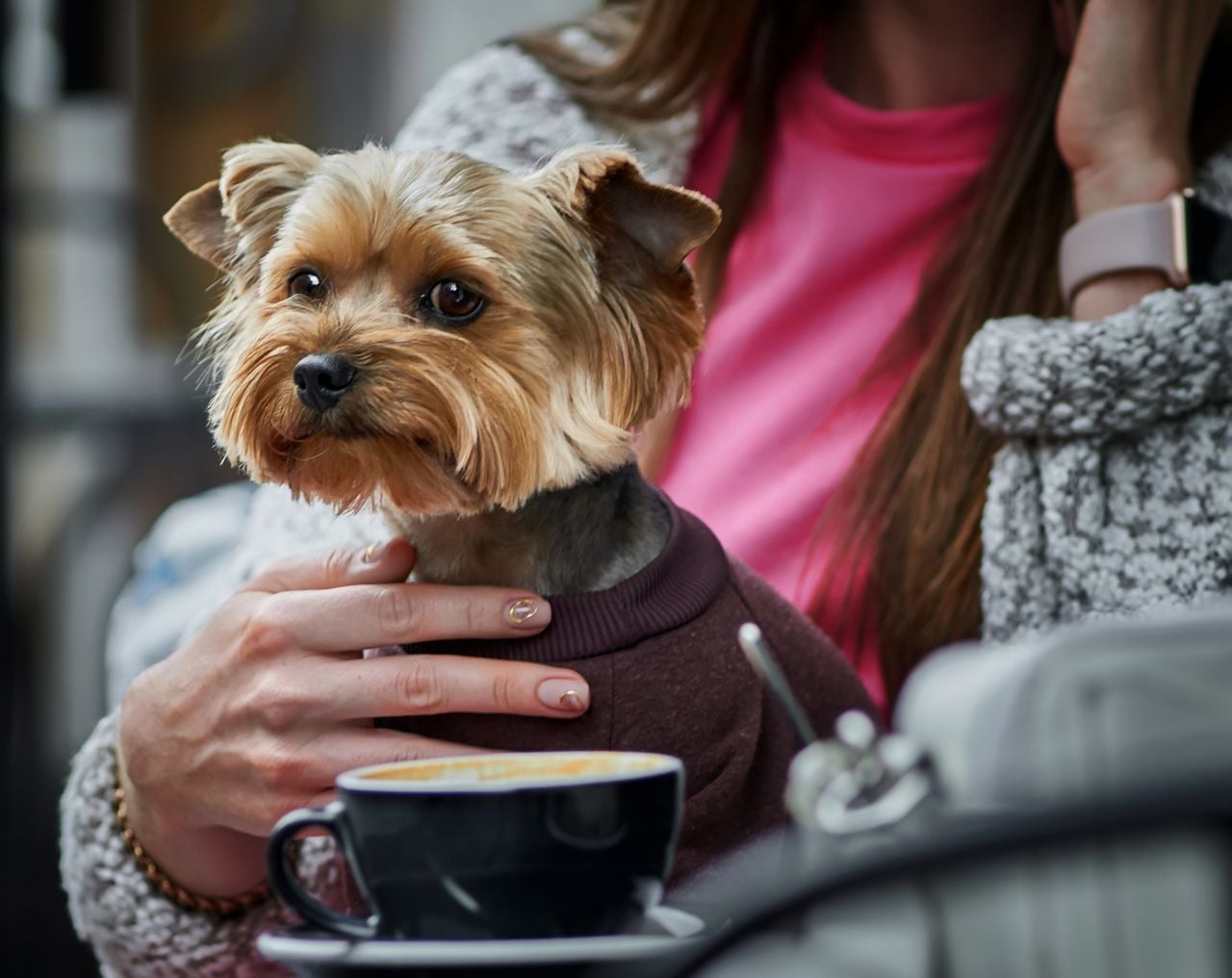 Yorkie at a cafe