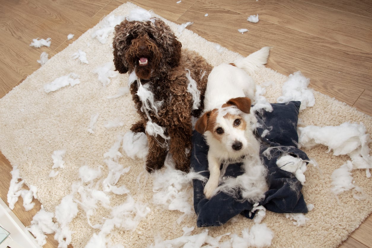two dogs getting into trouble