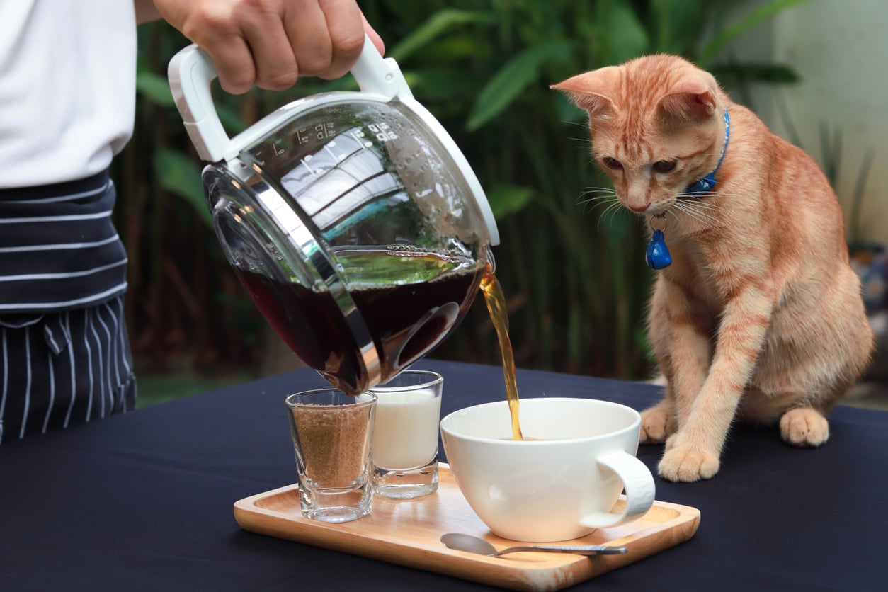 man pouring coffee, orange cat supervising