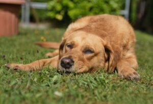 dog resting in the grass
