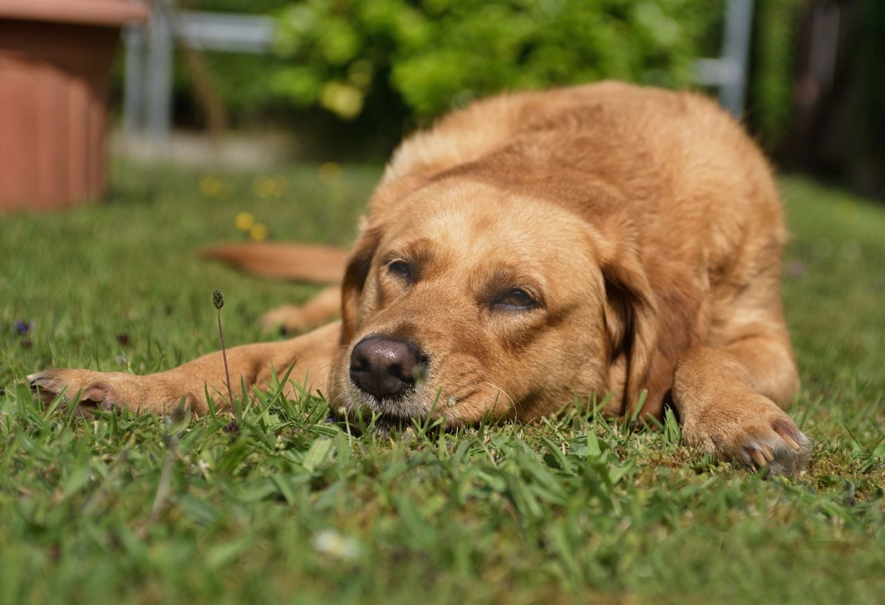 dog resting in the grass