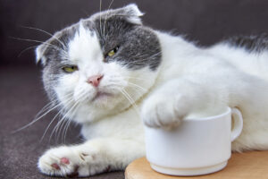 Cat with paw over cup of coffee