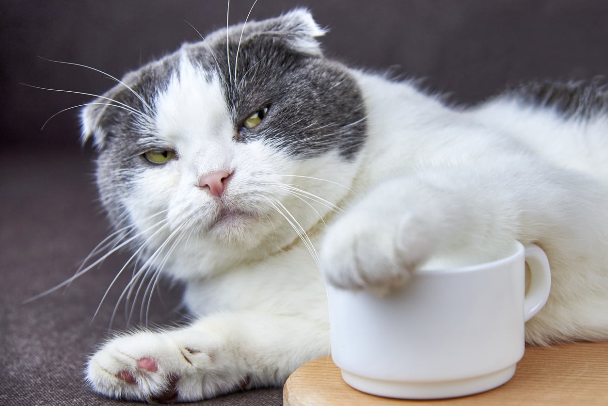 Cat with paw over cup of coffee