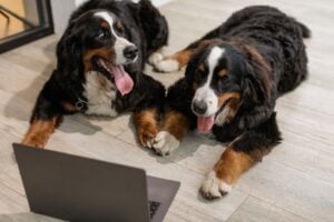 dogs looking at laptop