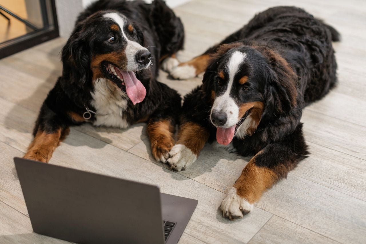 dogs looking at laptop
