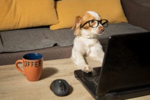 Dog with glasses on laptop