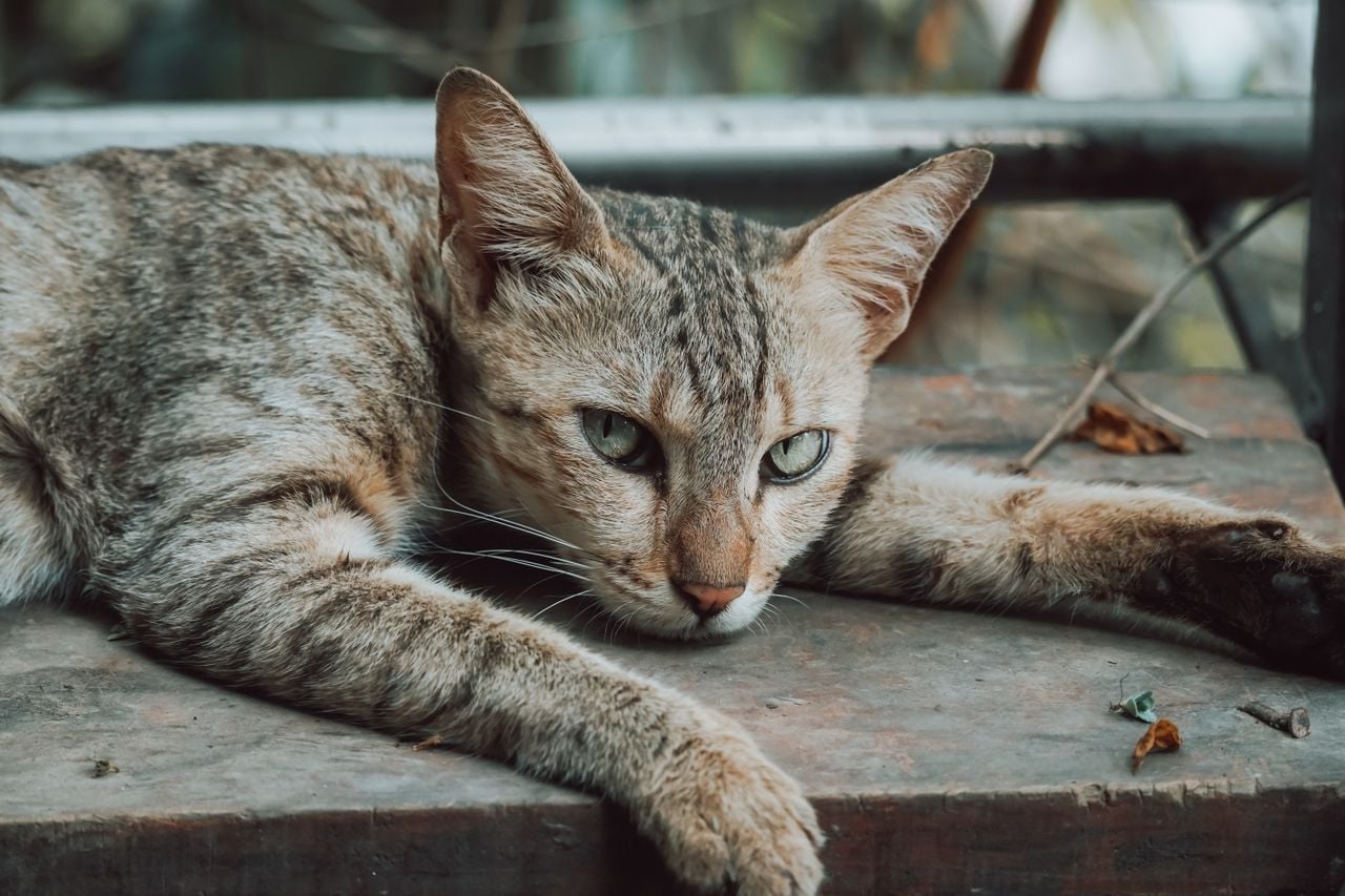 striped cat looking at camera