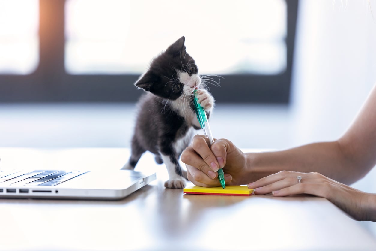 Kitten biting a pen, sunny room