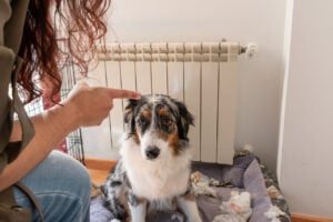 Dog being scolded by owner