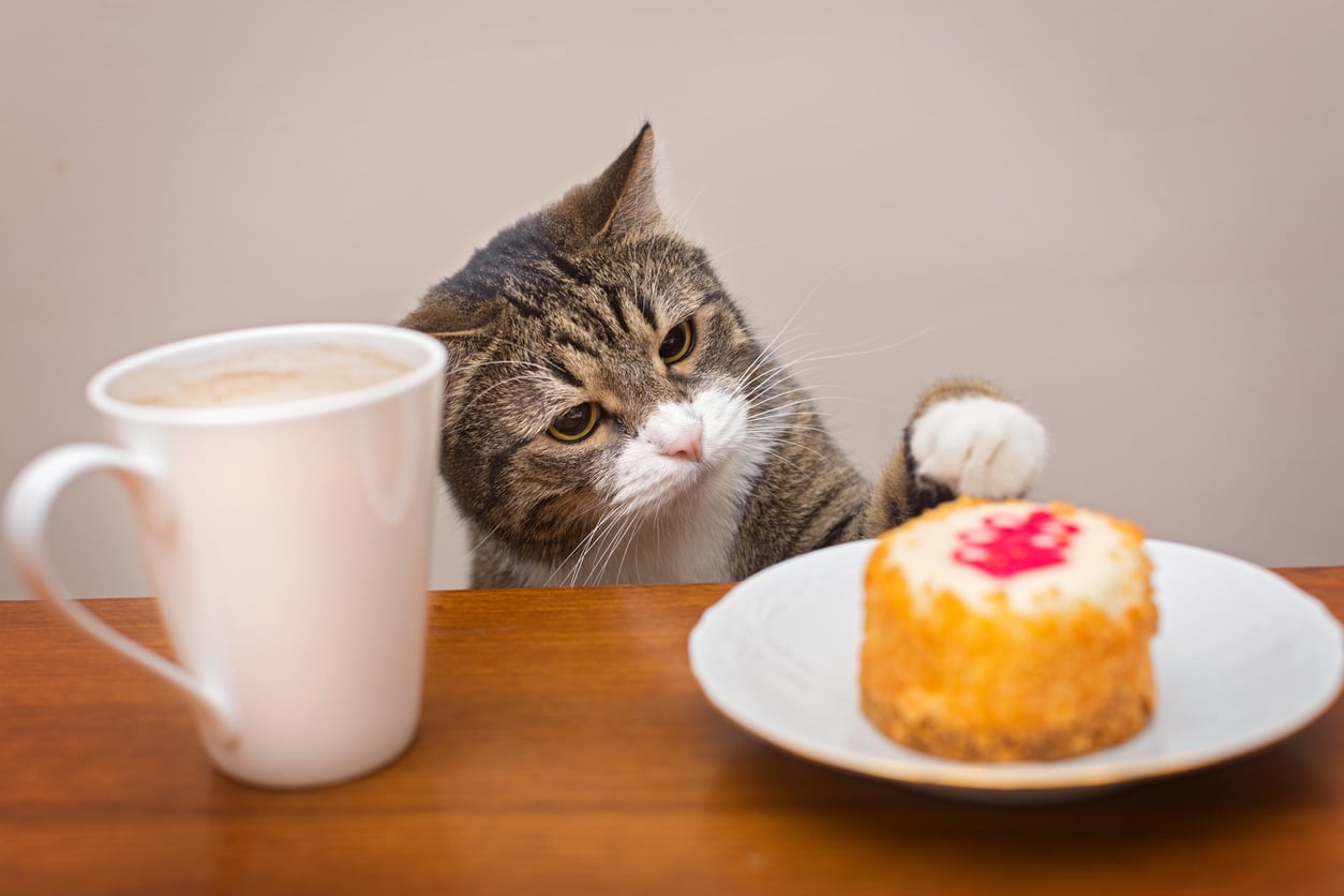 cat at the table swatting food