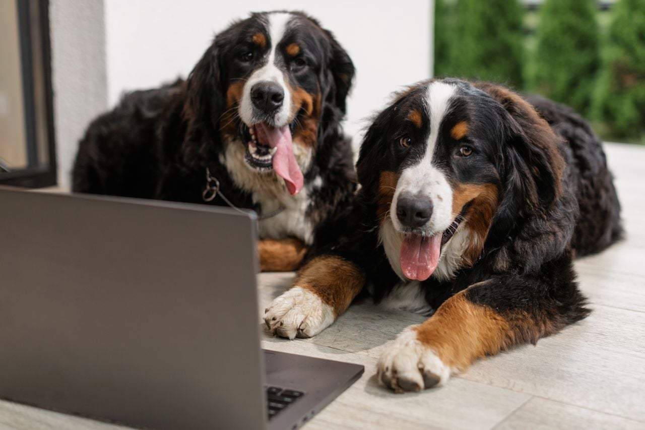 dogs on a laptop