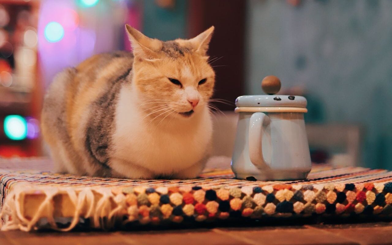 cat loafing at a cafe