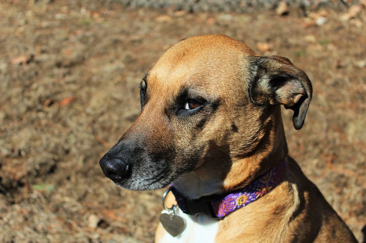 disappointed dog with side eye