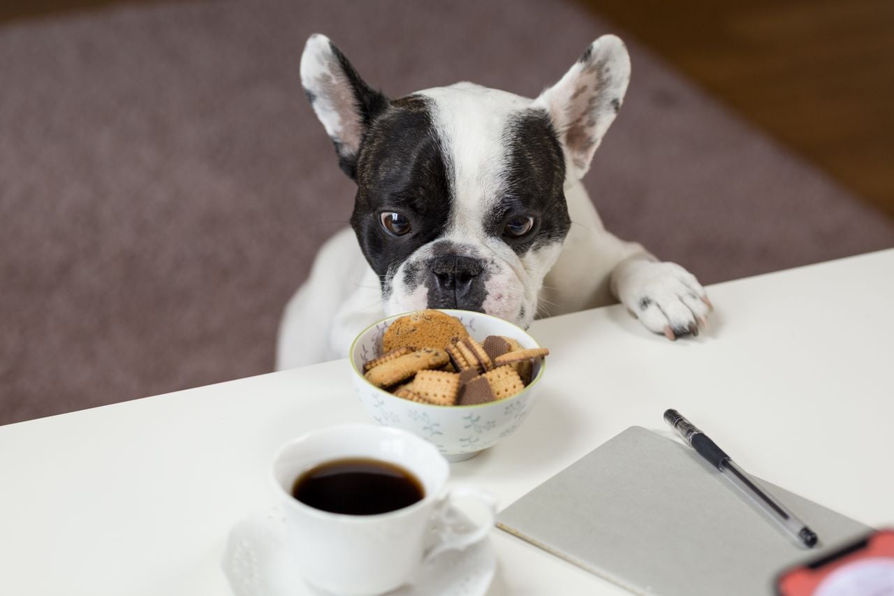 dog begging for biscuits, coffee and notebook