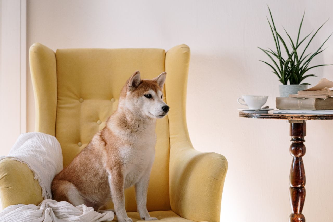 dog on an armchair