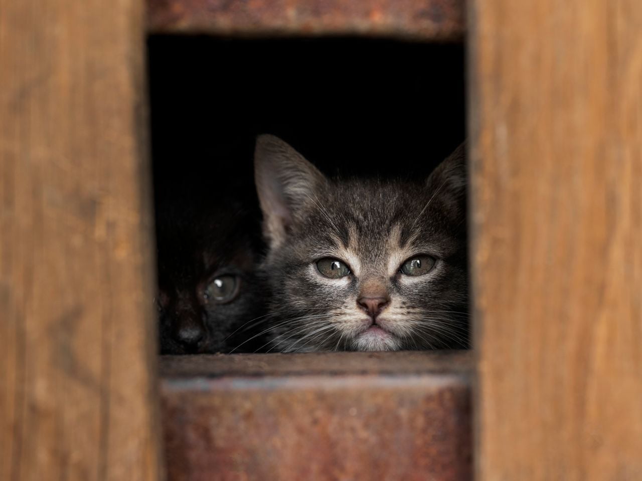 kittens peeking out from behind slats