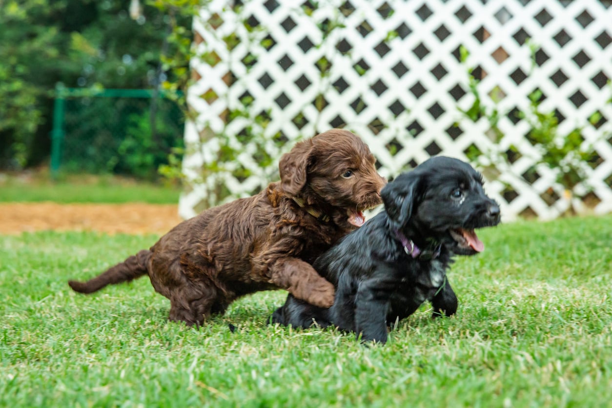 two puppies chasing each other in the grass
