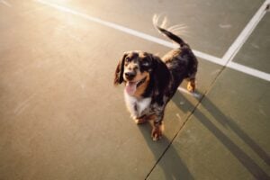 Dog looking happy