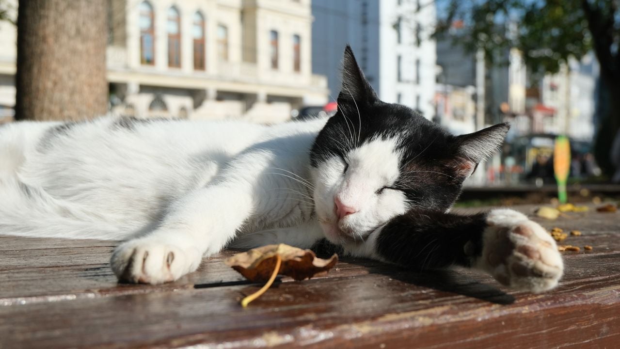 resting cat with a leaf